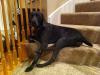 Gertie on the stairs